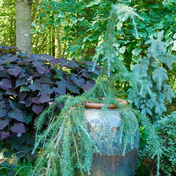 Woodland garden 1