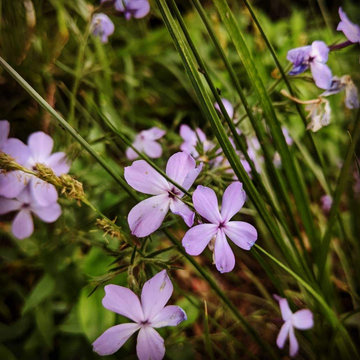 Urban Shade Meadow