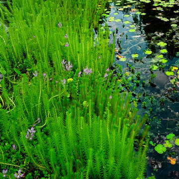 Monet's Pond
