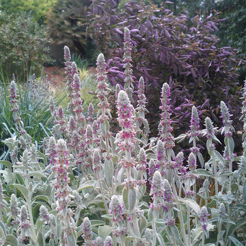 Mystical Habitat Garden