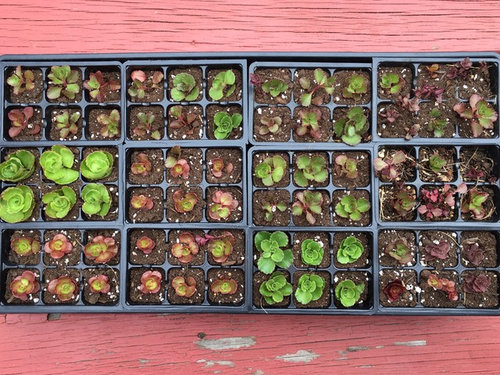 Sedum Spurium Dragon S Blood
