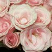 Stephanie Javaux's photo