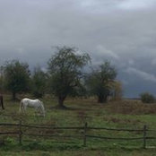 Tracy Dumm's photo