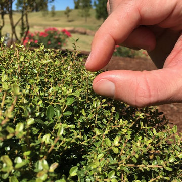 Micron® Holly