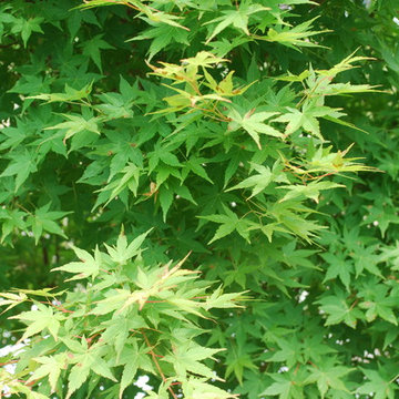 Tsukasa Silhouette Japanese maple