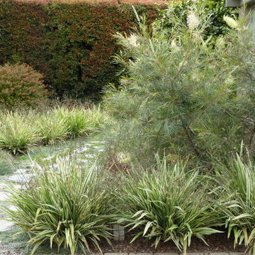 Carpinteria lawn replacement