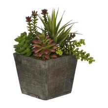 Succulents