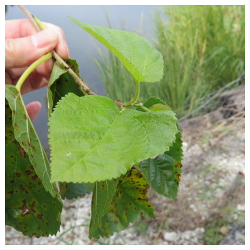 Dying wild Black Mulberry tree