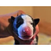 Guillermo Teran's photo