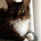 Lynn Williams's photo