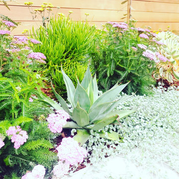 Sunset District Garden