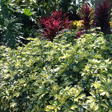 Tropical landscape spaces, All around the house.