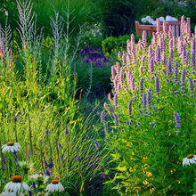 plants