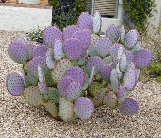What are the characteristics of a prickly pear?