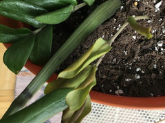 garden flower seeds Functional Flower Garden Kit