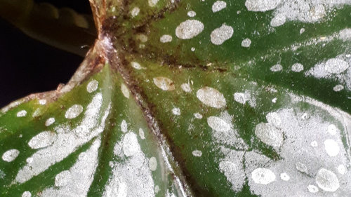 Why is My Angel Wing Begonia Dropping Leaves
