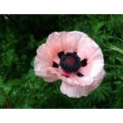 Suzanne Roquemore's photo