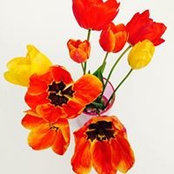 Cecilia Bubbolini's photo