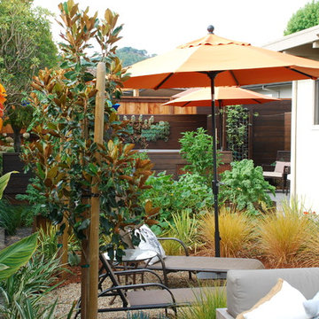 Contemporary backyard oasis