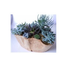 Pintura Botanicals