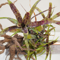 Living Sculpture - Sculptures