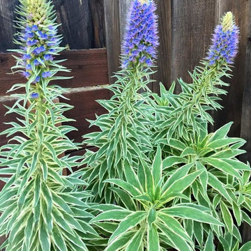 Feng Shui Oasis: Star of Madeira