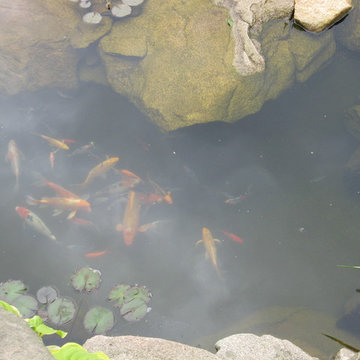 Waterfall and garden pond