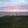 shelly_collison