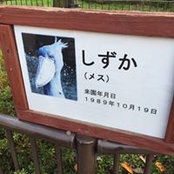 Oda Shizuka's photo