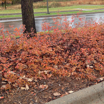 Rhus aromatica ‘Gro-Low‘