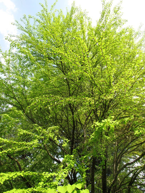 Specimen Tree Ideas, Pictures, Remodel and Decor