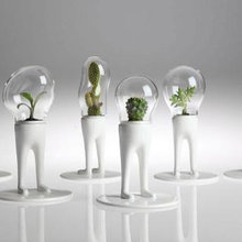 Plants