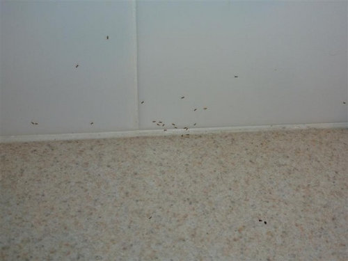 Tiny Bugs In Kitchen
