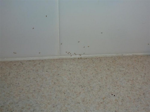 Answers Tiny Bugs In Kitchen Houzz