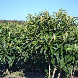 Current Featured Plants - Products
