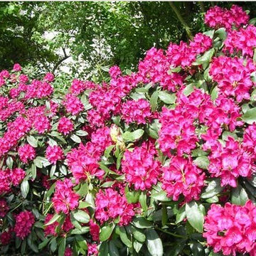 Gartenträume