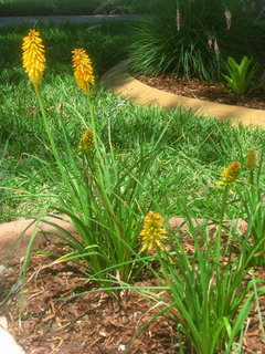 Kniphofia - anyone had success here in Florida?