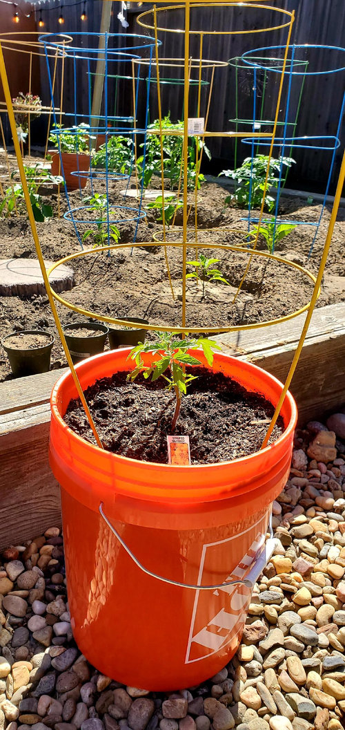 Which fertilizer should i be using for my Tomato plant?