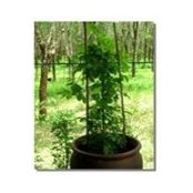 Aleya Garden's photo