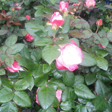 foto rose 2015