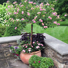 plants for front of house