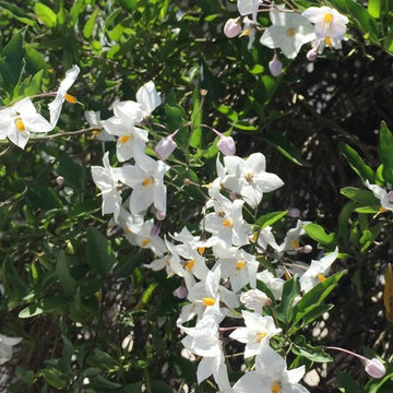 Southwestern Plants