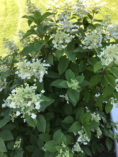 Fire And Ice Hydrangea