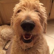 Jim Gavin's photo