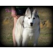Alluga's Siberianss billede