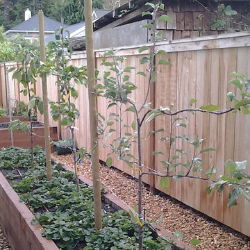 Raised BedsRaised Beds on a Budget
