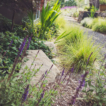 Salvia Butterfly Border