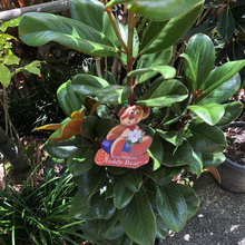 Plant & Landscaping Information