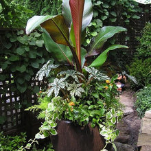 Container Plants