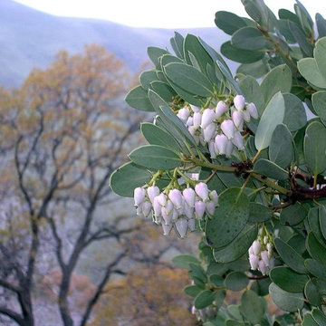 Big Berry Manzanita